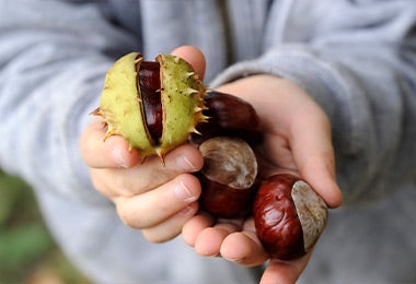 Persona sosteniendo frutos con cáscara de castañas