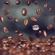 Todo lo que necesitas saber sobre el café. Todo lo que necesitas saber sobre el café.